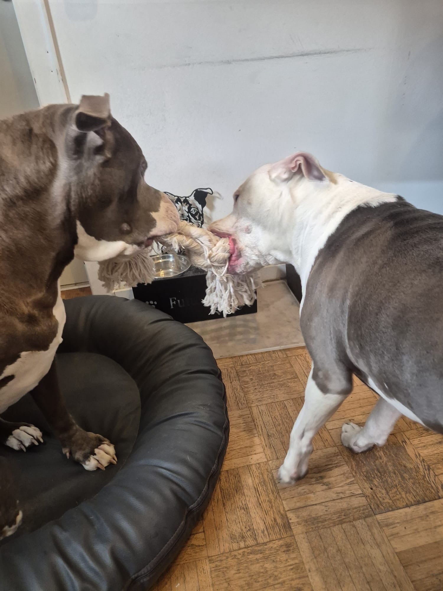 Zerr-Spielzeug für Große und die es vielleicht mal werden möchten