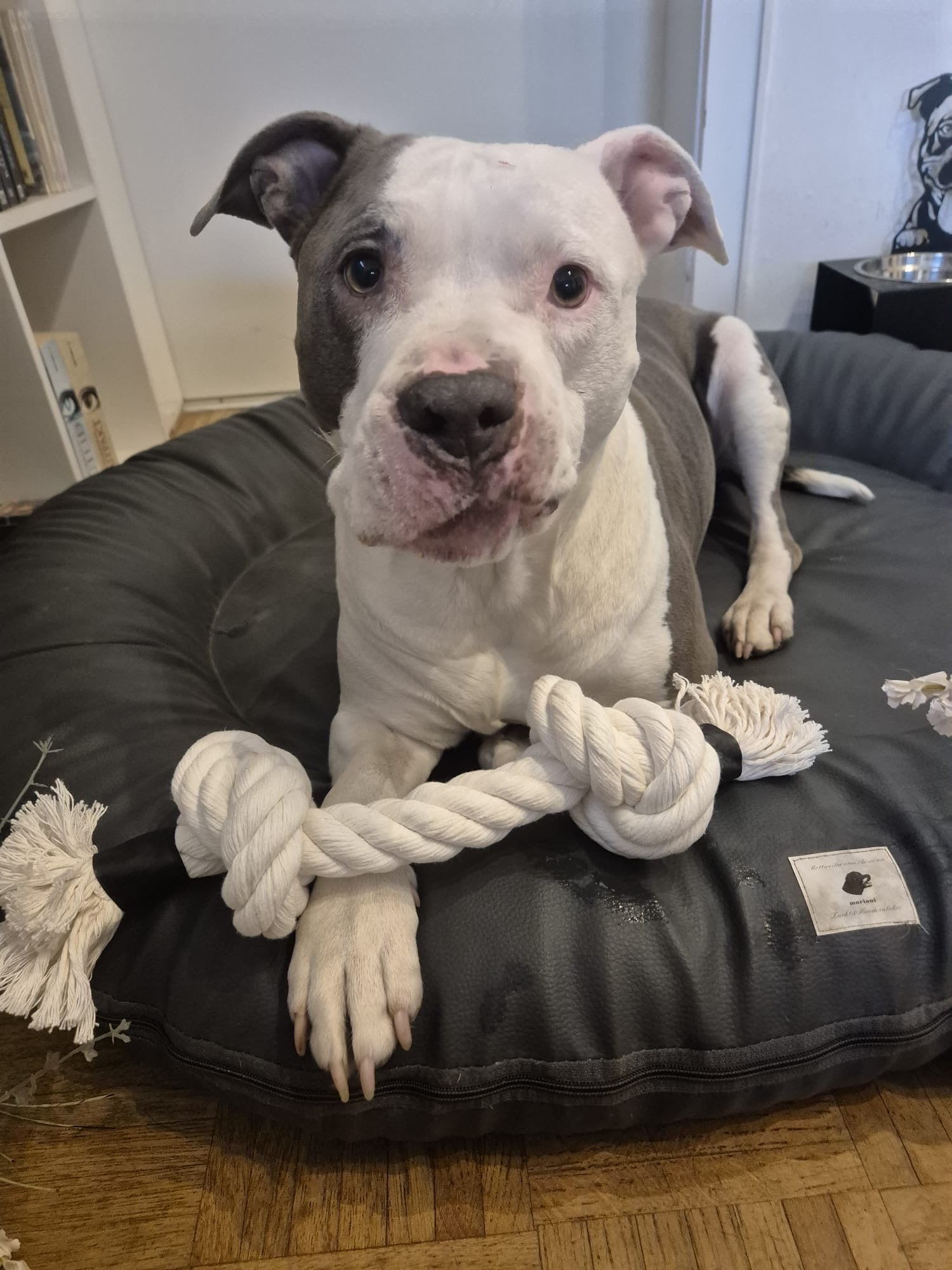 Zerr-Spielzeug für Große und die es vielleicht mal werden möchten